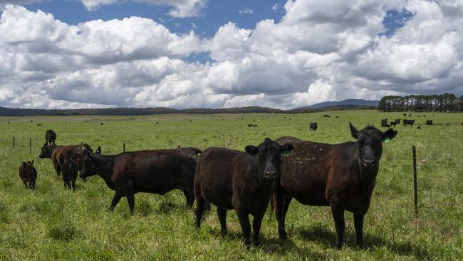 The Braddocks made the switch from running predominantly sheep to now running pure Hazeldean cows. Picture: Martin Ollman