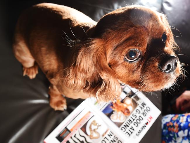 When Baxter ate his owner's G-string in 2009 it was front page news. Picture: Helen Orr