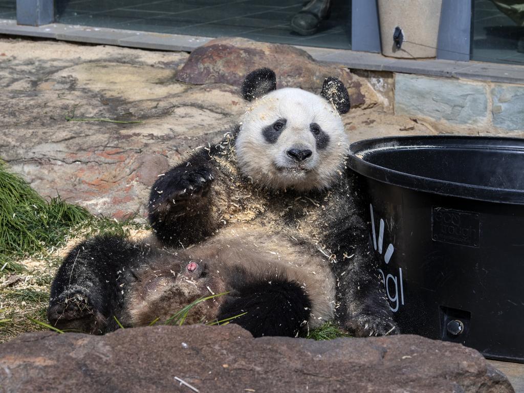 Student rescued after entering Adelaide Zoo panda enclosure to retrieve ...