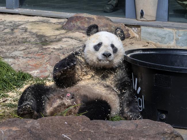 Giant panda Wang Wang was fortunately enjoying a kip at the time of the incident. Picture: Zoos SA