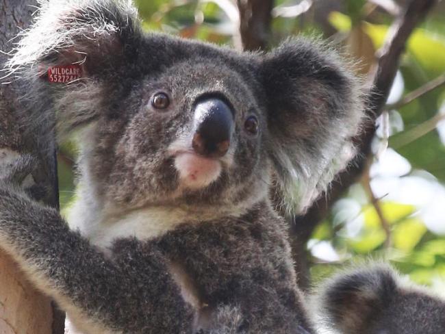 Please look at this sexy koala posing in front of the camera to