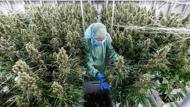 An employee harvests cannabis in a greenhouse at the production site of German pharmaceutical company Demecan. Picture: AFP