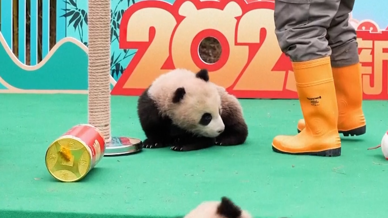 Dozens of panda cubs brought together for Lunar New Year celebration