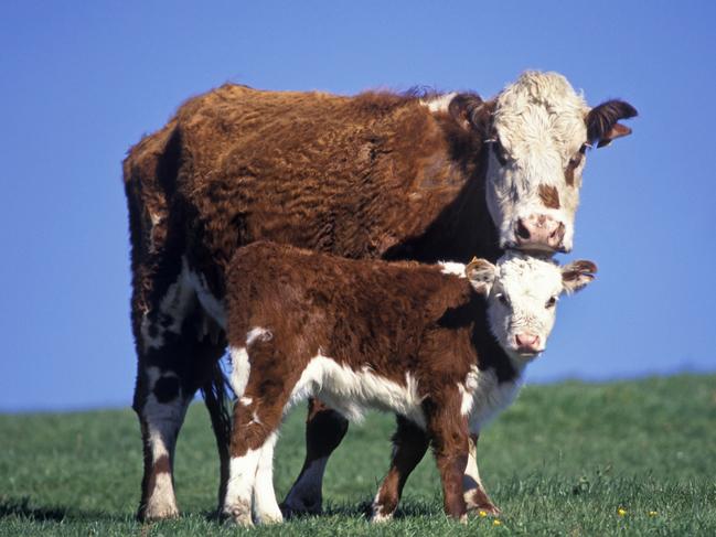 hereford cow and calf, Victoria, Australia