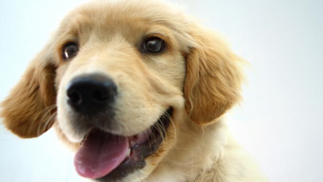 Closeup front view of Golden Retriver puppy being examined by unrecognizable female vet. The vet is using a stethoscope; pet insurance veterinary bills generic