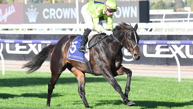 Navy King is a $19 chance in early betting on Saturday’s Group 1 Queensland Derby at Eagle Farm. Picture: Racing Photos via Getty Images.