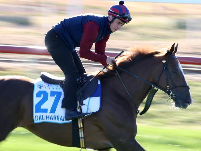 International Horses at Werribee.   Dal Harraild works at Werribee today  . Pic: Michael Klein