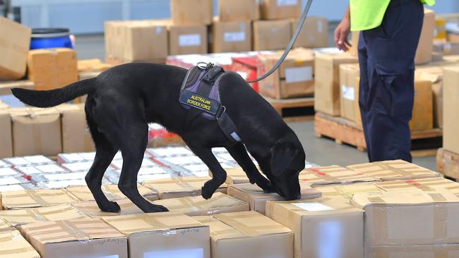 An Australian Border Force sniffer dog sniffing parcels for drugs at the airport