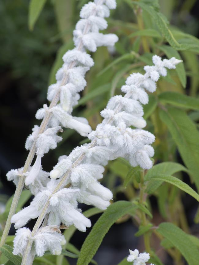 Salvia ‘Velour White’