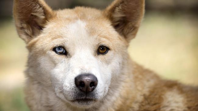 A government review of ecosystem decline in the state has recommended a trial of introducing dingoes back into native parks. Picture: Sarah Matray