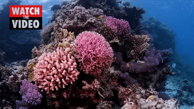 Great Reef Census launch video