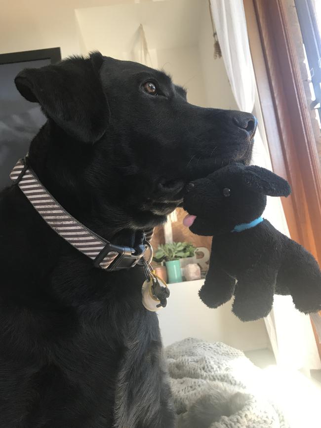 HARLEY: The Burleigh Waters black lab’s favourite toy is a mini me that he carries to bed with him. Unlike his other toys, he’s always gentle with “puppy”.