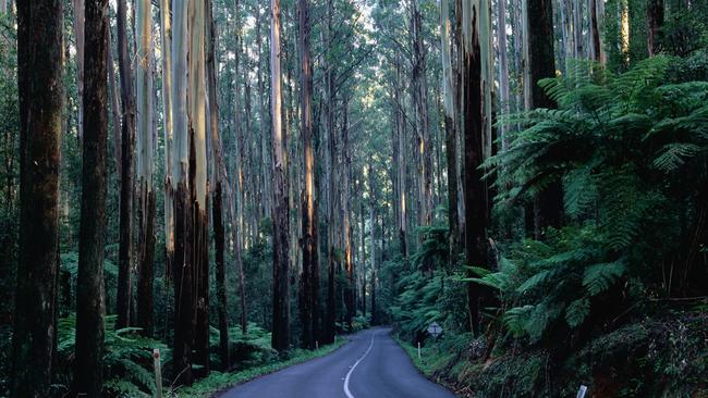 Mountain Ash forest. Picture: Getty Images