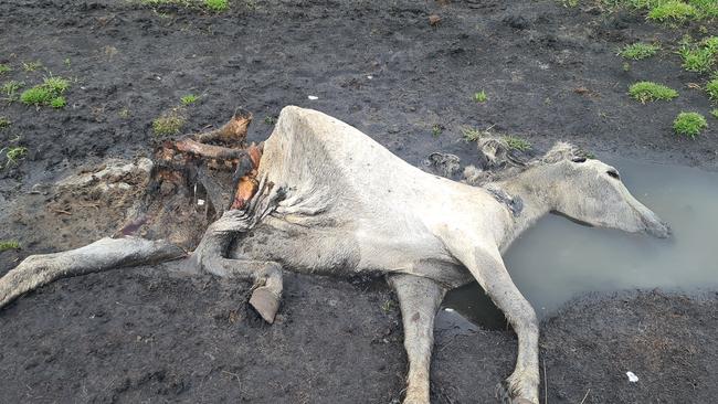 One of the horses had been partially decomposed due to laying in water.