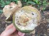 ‘Testicle’ fruit to solve common male problem