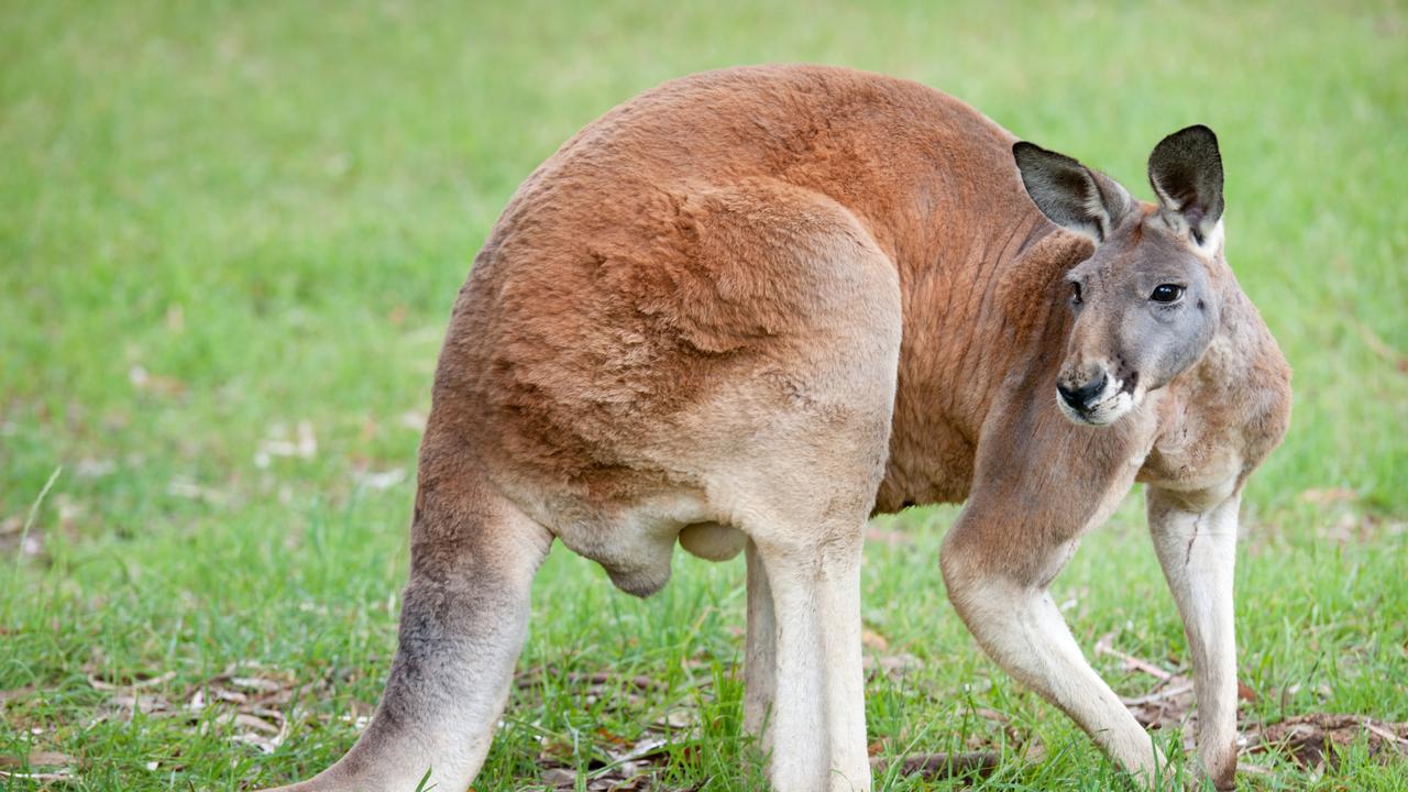 Kangaroo caught on camera in Bayswater | Herald Sun