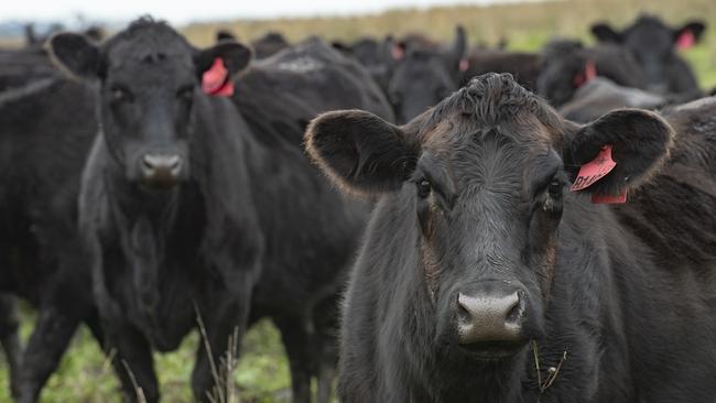 Balarang Station had been home to a beef enterprise in recent years, underpinned by regenerative practises by farm manager Byron Hubbard. Picture: Zoe Phillips