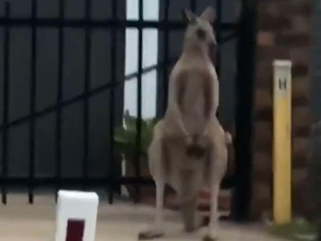 The roo in question. Picture: 7NEWS via NCA NewsWire