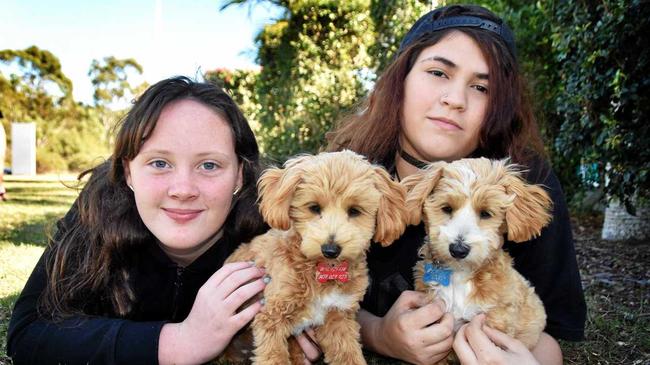 CUTE AND CUDDLY: Ashtyn and Kalia with therapy dogs Moana and Pablo. Picture: Vicki Wood