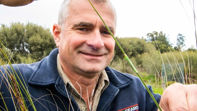 EntoSearch’s Alex Stolarski, with a yellowish sedge-skipper caterpillar. Picture: Tom Huntley