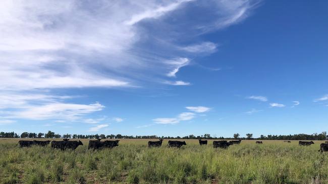 Cattle from Table Top, north of Albury, NSW, have been sent as far away as Condobolin, in western NSW, due to the second year of poor seasons for the Scott family.