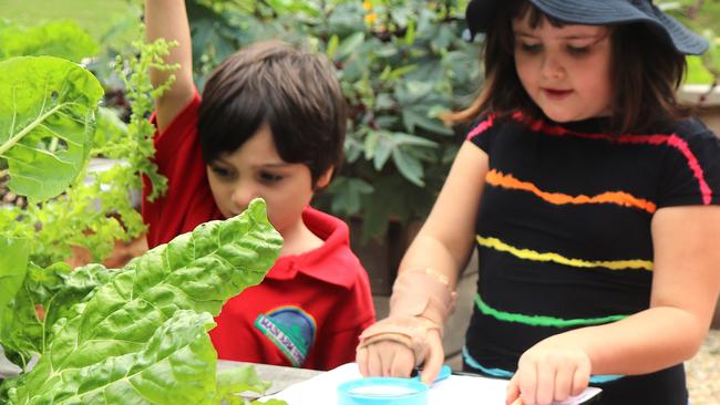 Main Arm Upper Public School gardening and maths. Picture: supplied