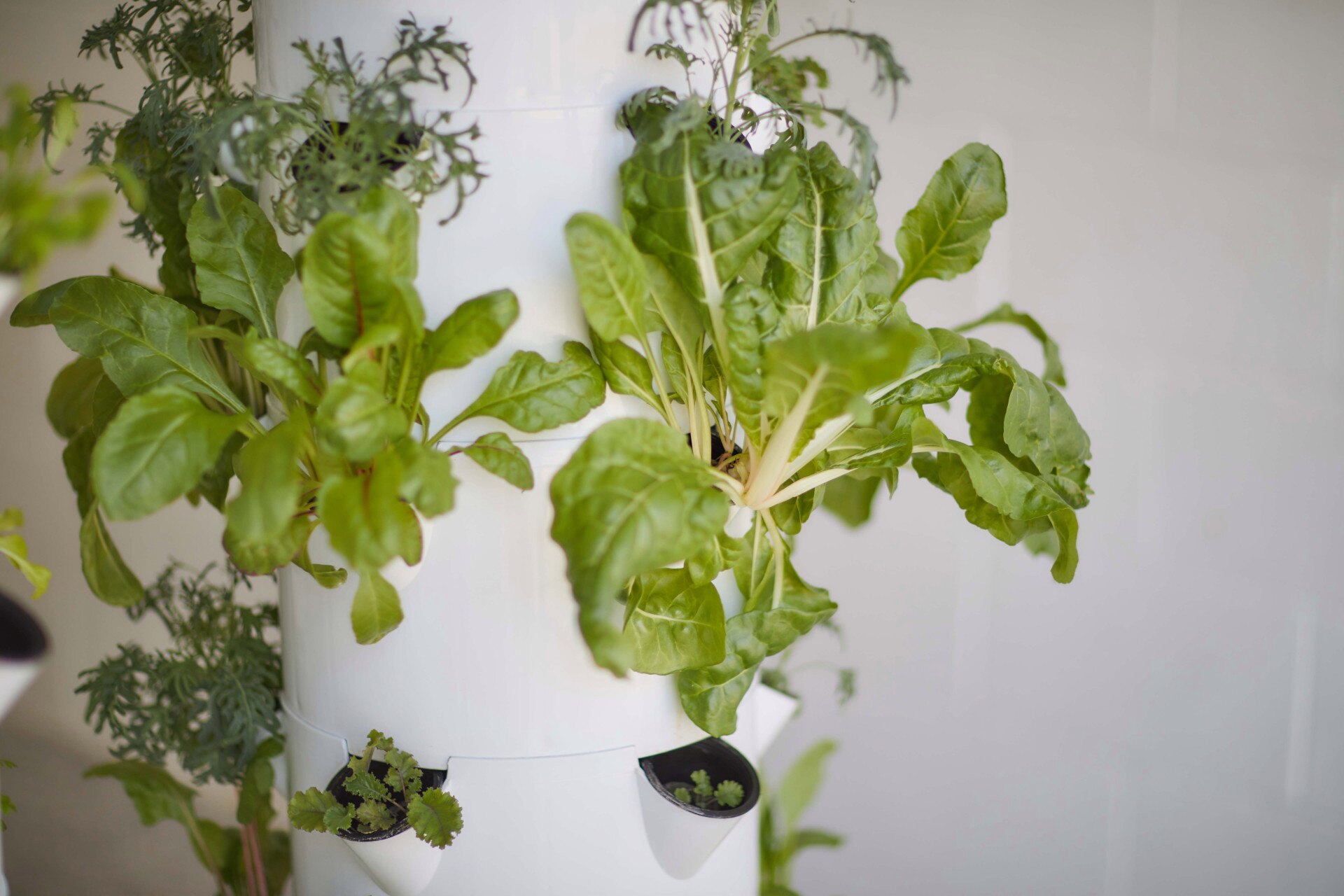 Calling all green thumbs: urban gardening just got a whole lot easier and more sustainable