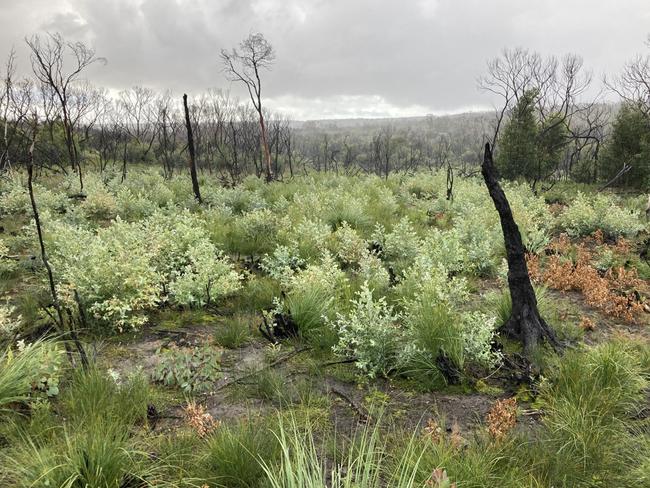 Tasmanian blue gum saplings. Picture: SuppliedKI plantations story- the TBG are the light green saplings