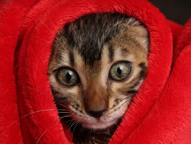 Bengal Kittens that love the water and when Julia, 6 and Matthias, 4, have a bath, they sometimes like to join in on the fun. Picture: Alex Coppel