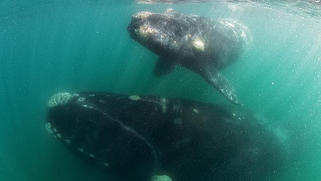 Time to explore ... The "curious" southern right whale calf swims  as the mother rests. Picture: Splash/Jus...