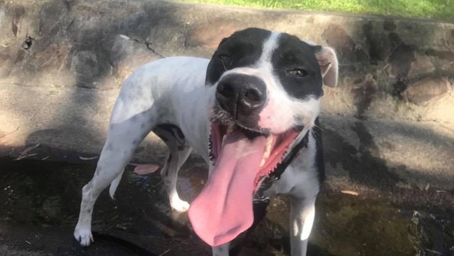 Ringo the bull arab cross labrador. Picture: supplied