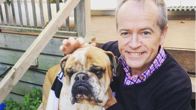 Bill Shorten’s dog, Theo, appears to have little taste for the Pies.