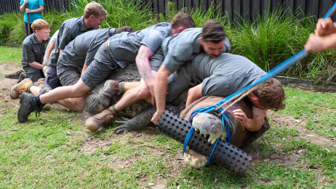 Expert zookeeper Billy Collett injured during cranky croc Elvis’ dental ...