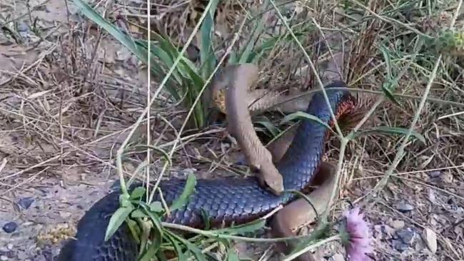 Animal video: Amazing video of Red-bellied black snake fighting brown snake  in South Australia | The Weekly Times