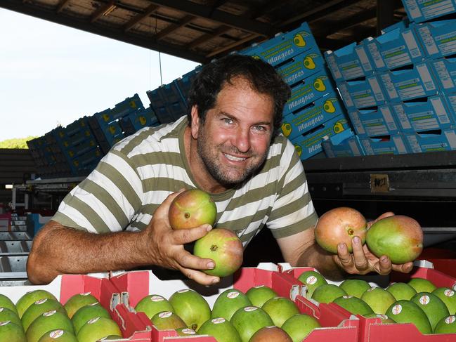 Asian Mangoes are in season  Leo Skliros owner of Skliros produce has been harvesting Asian mangoes for the past three weeks and now ready for export. Pic Katrina Bridgeford.