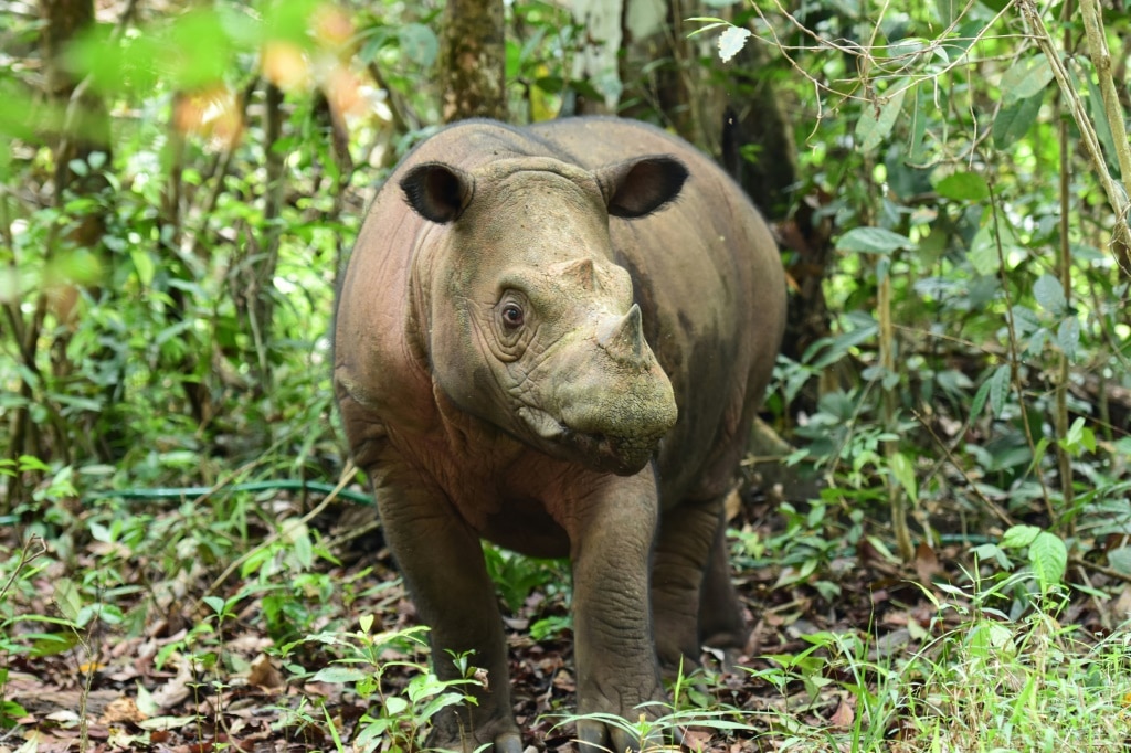 Critically endangered Sumatran rhino born in Indonesia | The Weekly Times