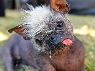 Mr. Happy Face looks towards the camera before the start of the World's Ugliest Dog Competition in Petaluma, California on June 24, 2022. - Mr. Happy Face, a 17-year-old Chinese Crested, saved from a hoarder's house, won the competition taking home the $1500 prize. (Photo by JOSH EDELSON / AFP)