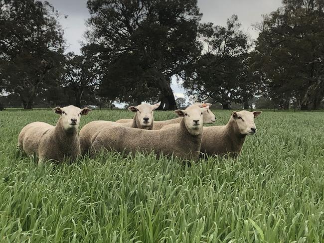 Summit Park sheep.