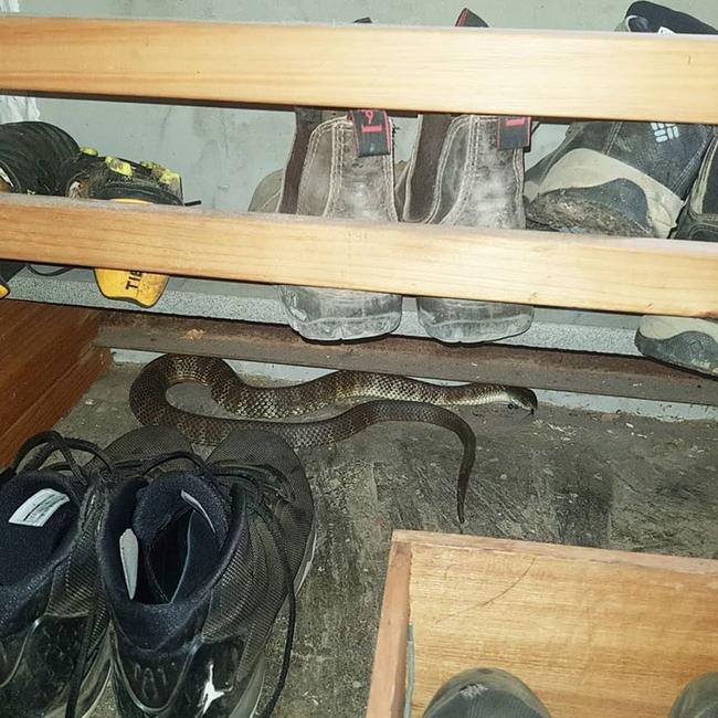 An eastern tiger snake hiding in a shoe rack at an Eltham home.