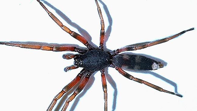 Watch out! Spider invasion hits Adelaide | The Advertiser