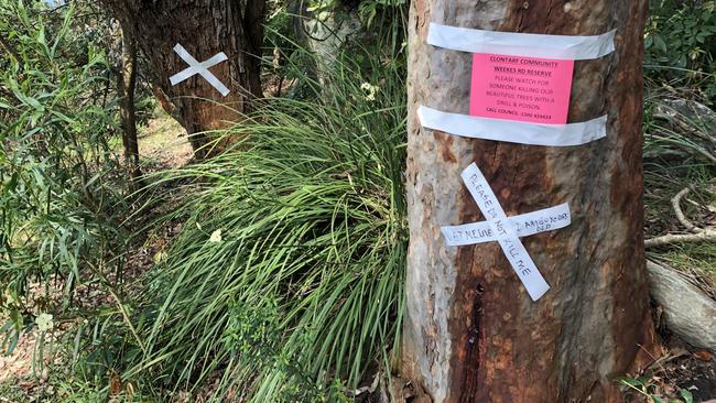 Two of the trees that were targeted by the phantom poisoner in Weekes Road Reserve at Clontarf. Picture: Jim O'Rourke