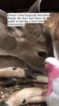 Galah and deer from South Australia become unlikely friends