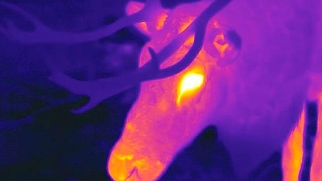 So bright ... a thermographic camera captures a reindeer's glowing red nose.