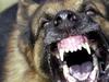 Serious dog attack hospitalises woman as town records 19 injuries this year