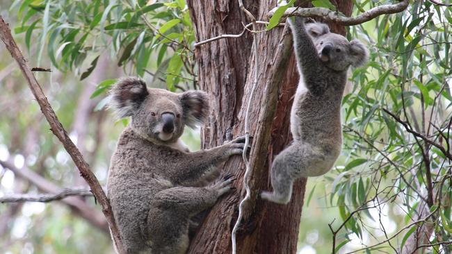 Mother koala and her joey who looks like she is hanging on for dear life to a tree in Toohey Forest. Photo: Brad Lambert