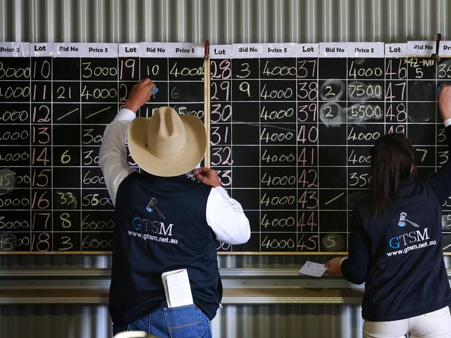 70 bulls were up for auction via the Helmsman auction system at the Paringa spring bull sale. Picture: Andy Rogers