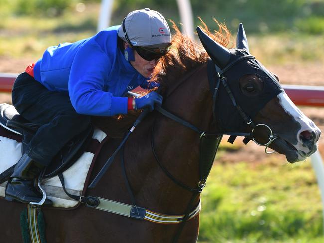 MELBOURNE, AUSTRALIA - OCTOBER 03:  Craig Williams riding Admire Deus from Japan during a trackwork session at Werribee Racecourse on October 3, 2017 in Melbourne, Australia.  (Photo by Vince Caligiuri/Getty Images)