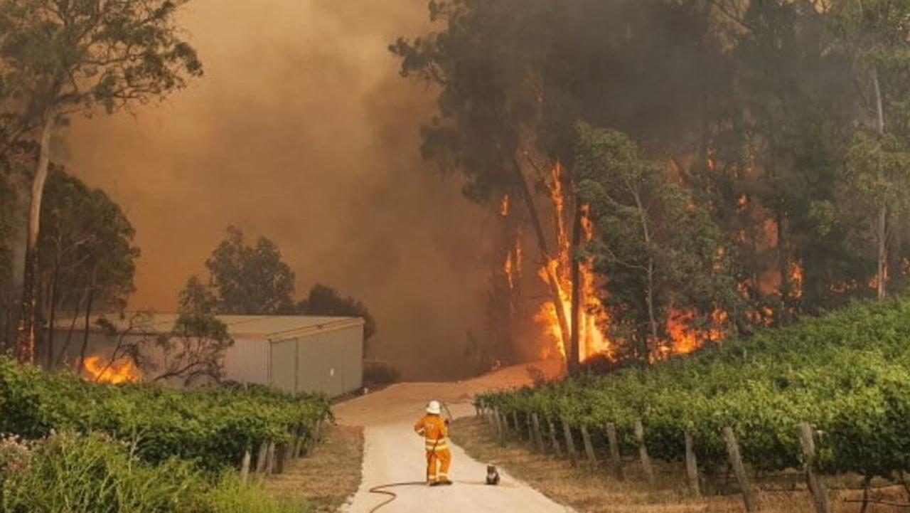 A koala and firefighter watch flames approaching.