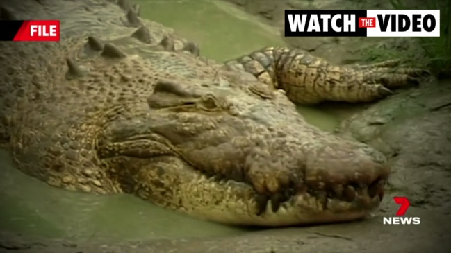 Horror moment crocodile attacks (7 News)