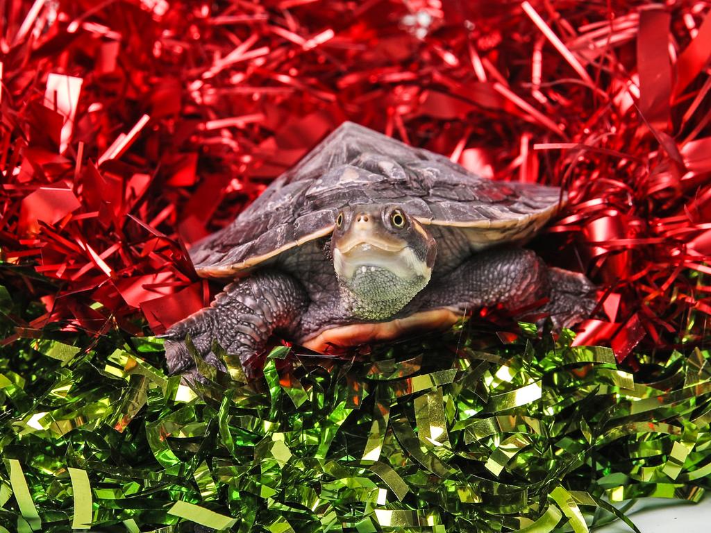 Torah is a Brisbane short necked turtle. She’s a young turtle and turtles can live for decades! They are unique companions to have as pets. To adopt Torah, you’ll need to hold a recreational wildlife license. Torah is $50 to adopt. Picture: Zak Simmonds